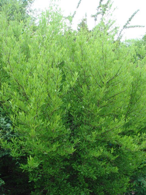 Forestiera neomexicana
